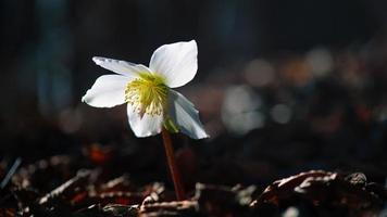 Helleborus fiore illuminato dal sole nei boschi foto