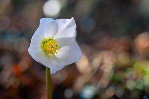 fiore di elleboro con sfondo sfocato foto