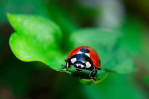 coccinella su foglia foto