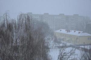 città innevata, alberi, animali quando nevicava foto