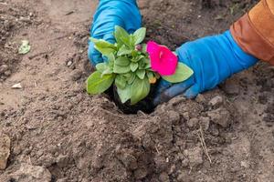 lavora in giardino e aiuola - piantare fiori di petunia da vasi temporanei nel terreno foto