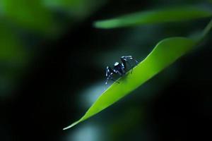 foto ravvicinata di un piccolo ragno blu e bianco su una foglia verde