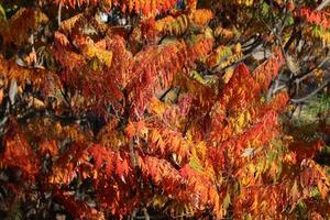 spazi aperti di paesaggi naturali foto