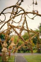 arco di nozze, matrimonio, momento del matrimonio, addobbi nuziali, fiori, sedie, cerimonia all'aperto all'aria aperta foto