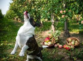 un cane corgi giace vicino a un cesto di mele mature in un grande frutteto di mele foto