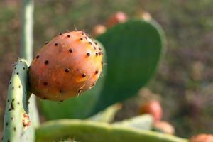 fico d'India siciliano, specie opunzia ficus indica foto