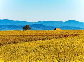 molto belli i vigneti gialli dell'Alsazia in autunno, dopo la vendemmia. foto