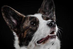 bellissimo ritratto emotivo del primo piano del cane corgi marrone foto