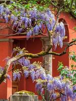 glicine in fiore. splendidi rampicanti lilla. tempo soleggiato. strasburgo. il comfort e la bellezza di una giornata primaverile in un quartiere tranquillo della città. foto