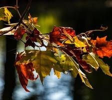 foglie di acero e sicomoro autunnali multicolori appuntite. avvicinamento. foto