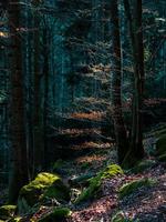 colori autunnali luminosi nelle montagne dei Vosgi. alsazia. foto