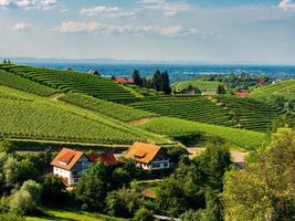 verdi colline con vigneti estivi nella foresta nera foto