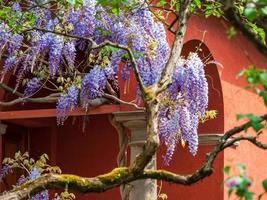 glicine in fiore. splendidi rampicanti lilla. tempo soleggiato. strasburgo. il comfort e la bellezza di una giornata primaverile in un quartiere tranquillo della città. foto