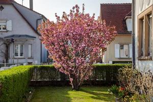 bella rosa sakura che fiorisce a strasburgo, primavera foto