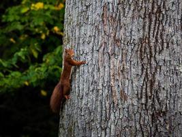 bellissimo giovane scoiattolo rosso sul tronco di un albero enorme. foto