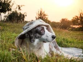 divertente cane corgi in posa con un cappello femminile sullo sfondo del sole al tramonto foto