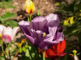 tulipani rossi, gialli e lilla di straordinaria bellezza. narcisi giallo brillante. la luce del sole inonda lo spazio. foto