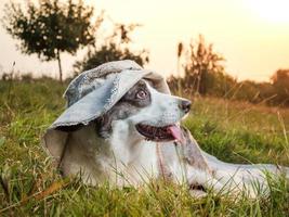 divertente cane corgi in posa con un cappello femminile sullo sfondo del sole al tramonto foto