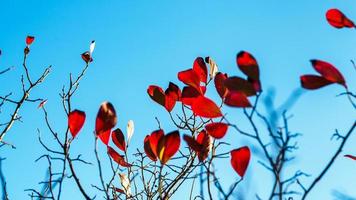 colori autunnali della natura in alsazia, foglie colorate e fronde foto
