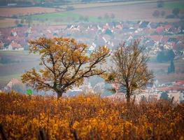 vigneti color ruggine arancio in alsazia. paesaggio autunnale dopo il raccolto. foto