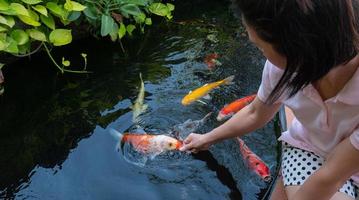 donna asiatica con capelli neri alimenta a mano koi o carpe fantasia in un piccolo stagno nel cortile anteriore. pesce koi, animali domestici popolari per il relax o buona fortuna, credenze del feng shui foto