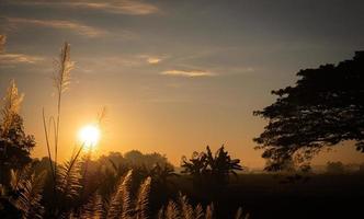 fiore d'erba al mattino quando il sole sorge. un grande albero sullo sfondo è un cielo che sorge al sole del mattino. atmosfera in aree rurali, fattorie o campi foto