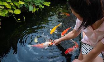 ragazza asiatica dai capelli neri alimenta a mano koi o carpe fantasia in un piccolo stagno nel cortile anteriore. pesce koi, animali domestici popolari per il relax o buona fortuna, credenze del feng shui foto