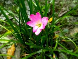 zephyranthes giglio o giglio di pioggia rosa o giglio di pioggia roseo su sfondo verde foto