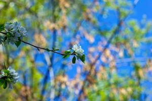 contro il cielo blu fiori di melo nel giardino foto