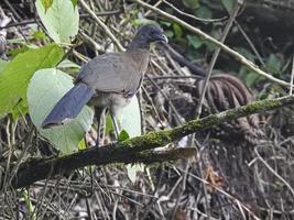 Chachalaca dalla testa grigia foto