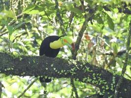 tucano con becco a chiglia 1 foto