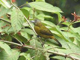 femmina scarlatta tanager 2 foto