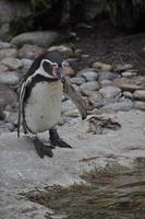 pinguino uccello animale foto