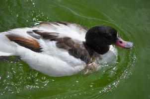 animale uccello anatra trapuntata foto