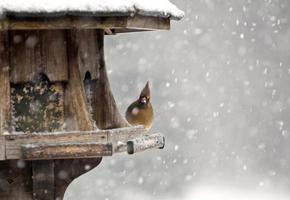 cardinale alla mangiatoia per uccelli foto