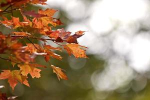 foglie d'autunno zucchero d'acero foto