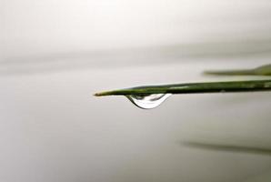 goccia d'acqua sulla pianta foto