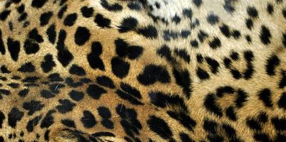 trama della pelle di leopardo foto