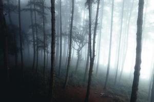 foresta nebbiosa e pini foto