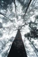 foresta nebbiosa e pini foto