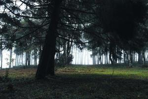 vecchi alberi e muschio nella foresta pluviale foto