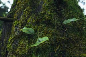 vecchi alberi e muschio nella foresta pluviale foto