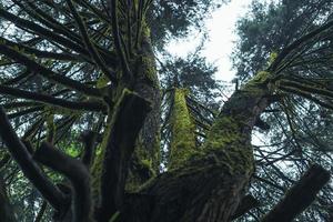 vecchi alberi e muschio nella foresta pluviale foto