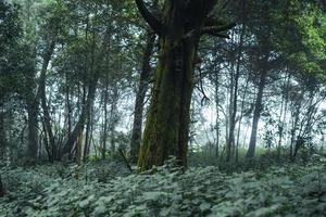 vecchi alberi e muschio nella foresta pluviale foto