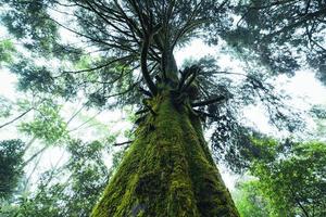 vecchi alberi e muschio nella foresta pluviale foto