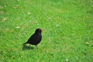 uccello nero nell'erba verde foto