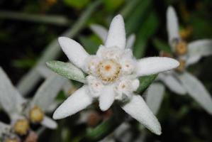 fiore di stella alpina in montagna foto