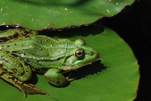 gruener frosch auf seerosen blatt foto