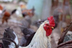 testa di gallo primo piano.divertente o umoristico primo piano testa ritratto di un pollo o gallo maschio con belle piume giallastre pettine rosso brillante e bargiglio con uno sfondo bokeh sfocato.gallo foto