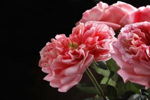 bouquet di rose rosa isolato su sfondo nero. biglietto per la festa della donna. sfondo di fiori. copia spazio foto